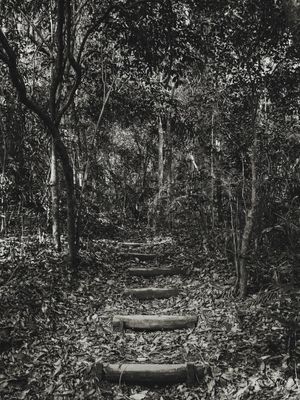 THE WOODS I