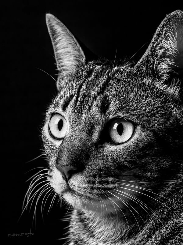 GATO ELVIS