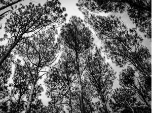 TELHADO NATURAL