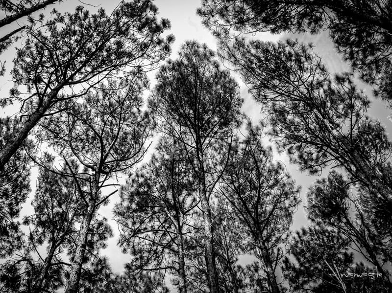 TELHADO NATURAL