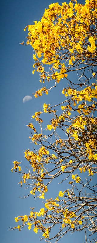 IPÊ AMARELO E LUA 1
