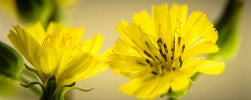 FLORES AMARELAS 2 EM