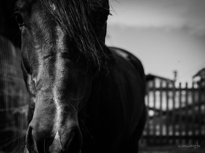 OLHAR DE UM CAVALO CRIOULO