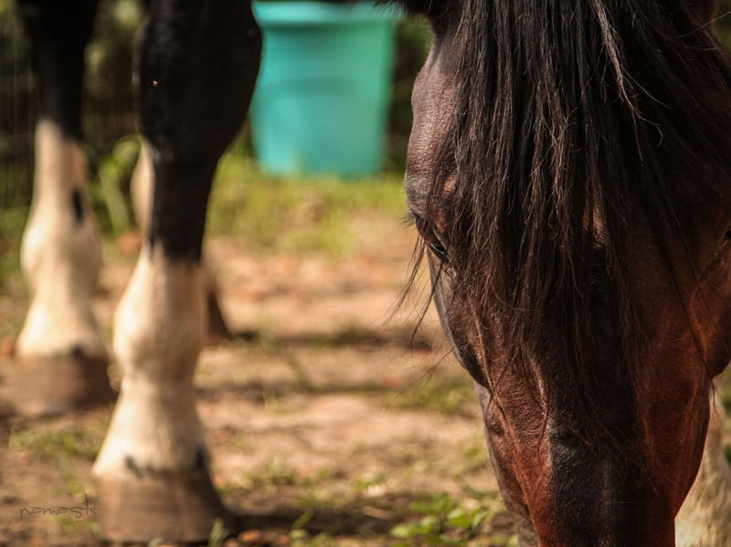 CAVALO PASTANDO NO CAMPO