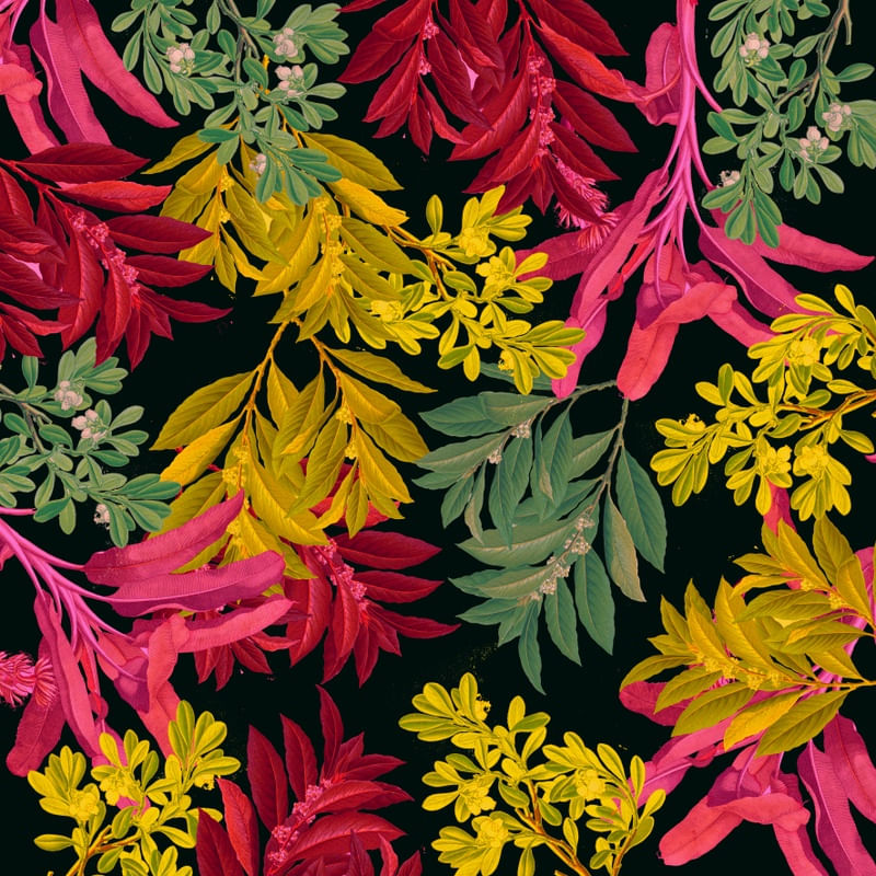 PINK LEAVES 01