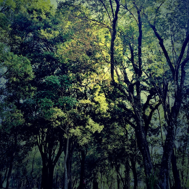 NATUREZA VERDE II