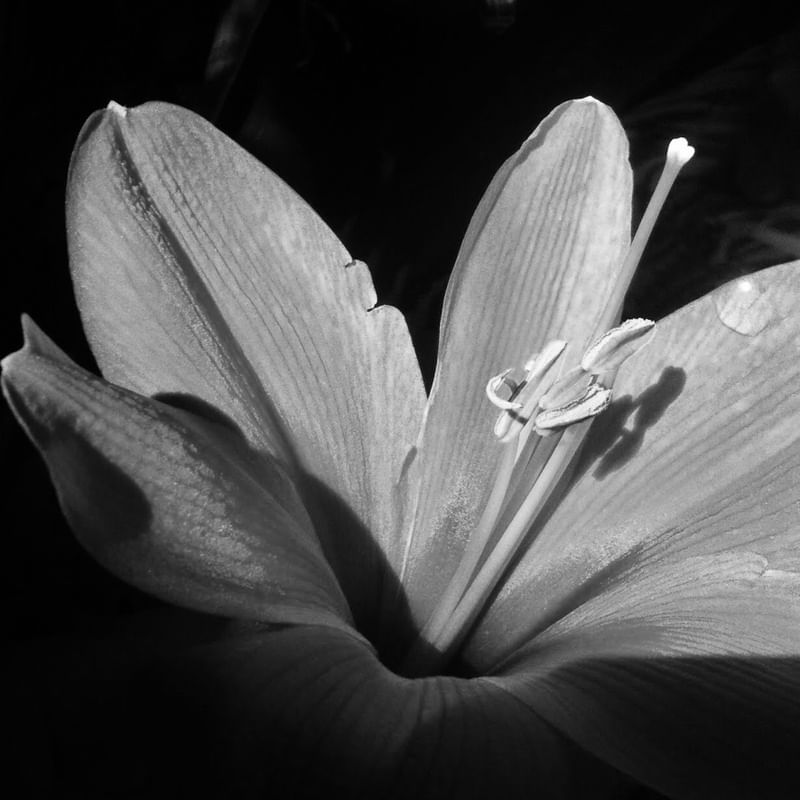 FLOR PÁLIDA