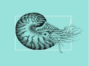 NAUTILUS FIBONACCI