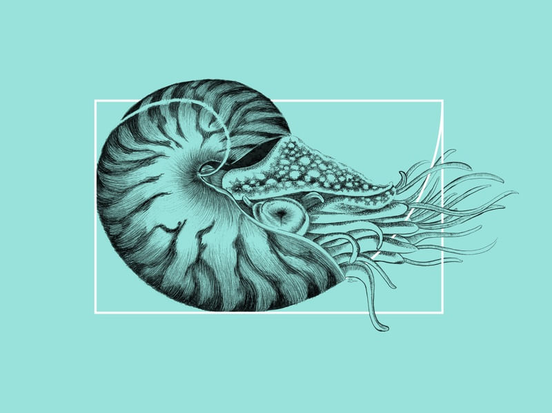 NAUTILUS FIBONACCI