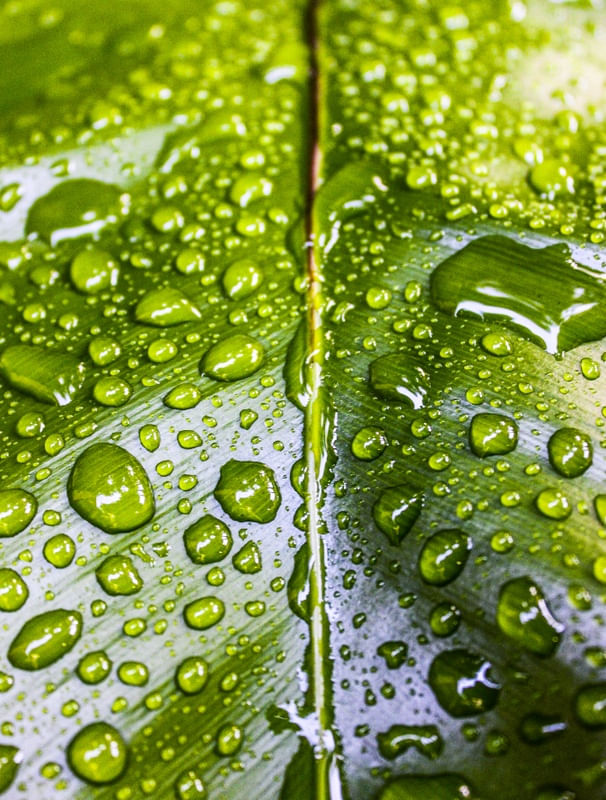 MORNING DEW