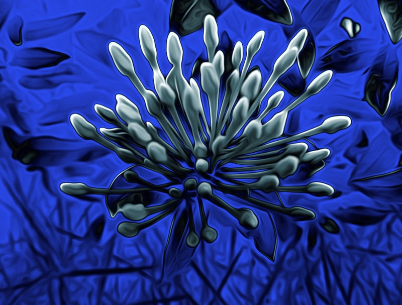 FLOR AZUL CELESTE