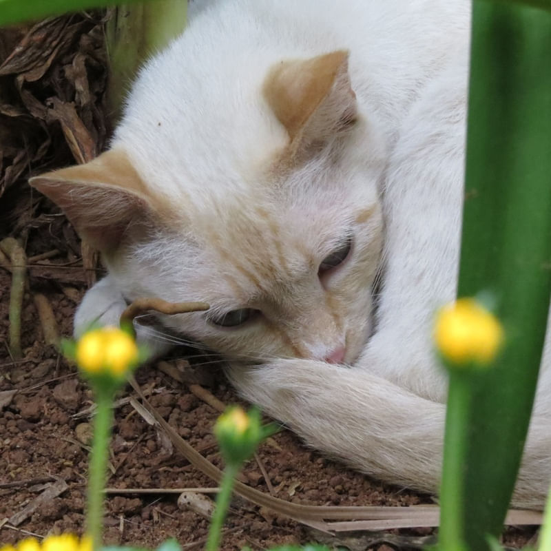 ACHO QUE VI UM GATINHO