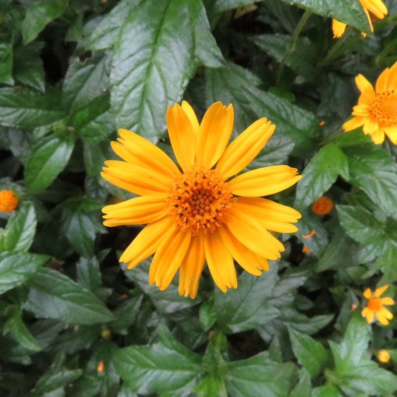 FLOR AMARELA PLANTA VERDE