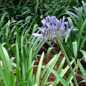 FLOR ROXA PLANTA VERDE