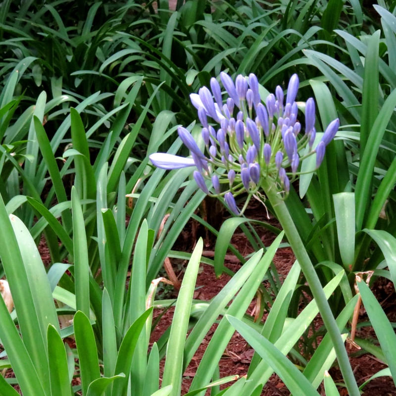 FLOR ROXA PLANTA VERDE
