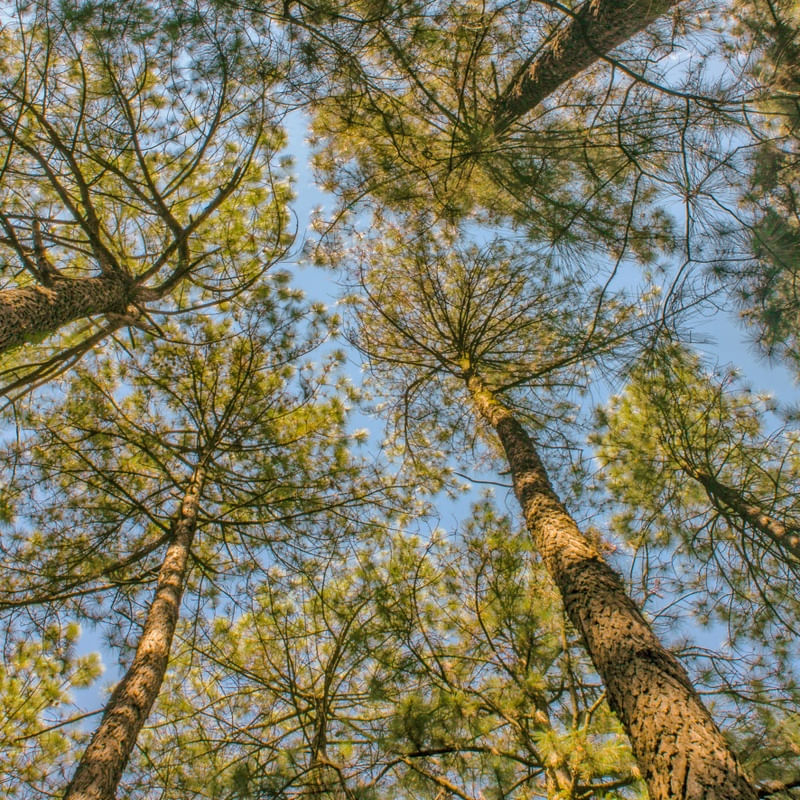 UP SIDE DOWN TREES