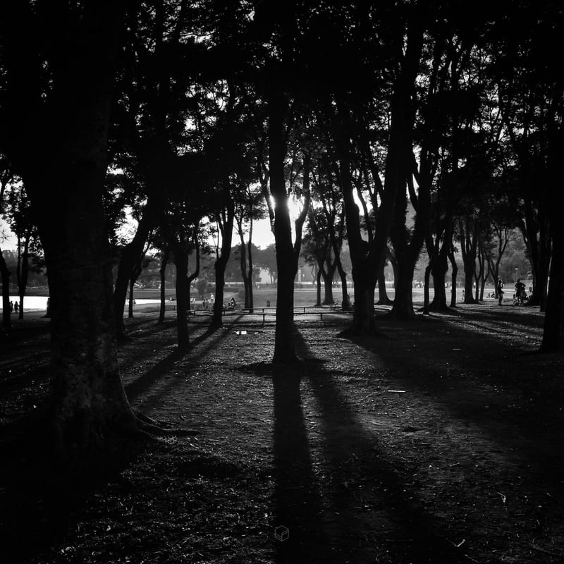 BARIGUI GROVE