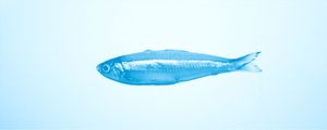 AZUL PEIXE