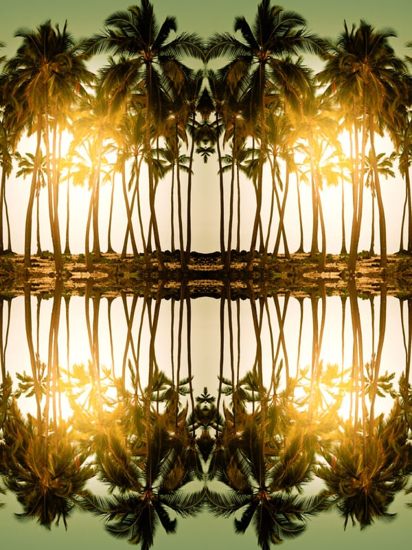 PALMS TREE