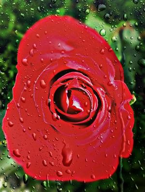 ROSA PAIXÃO E TAL