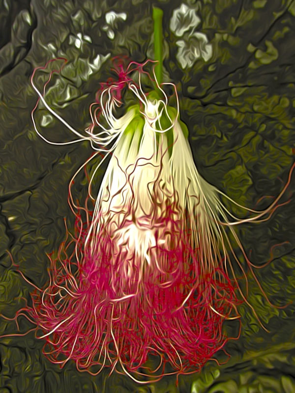 FLOR DE FADA