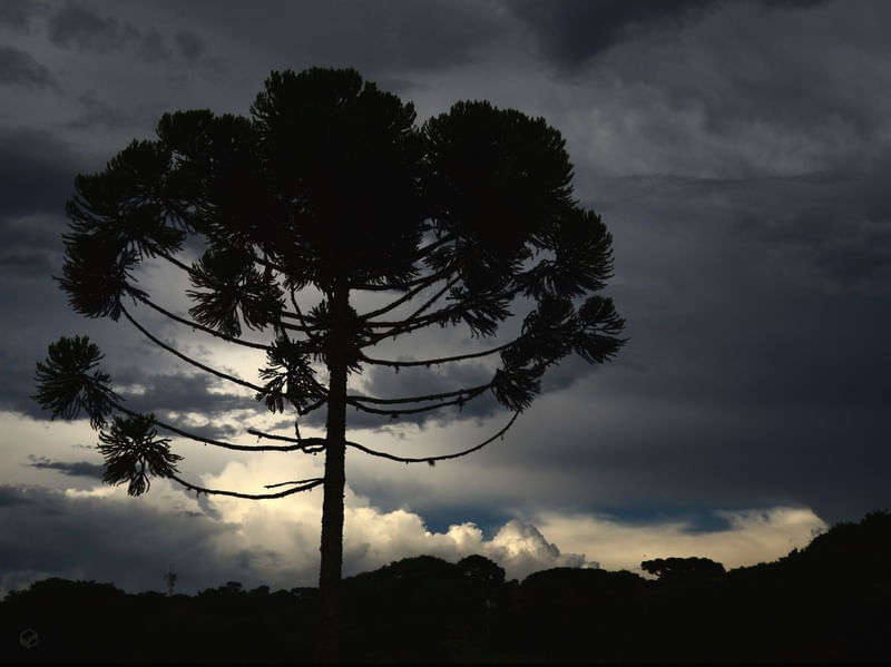 ARAUCARIA SKY