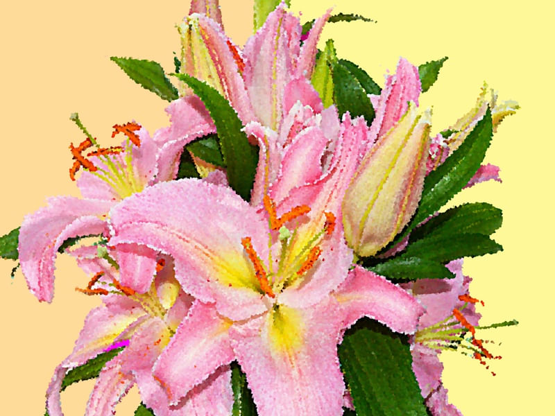 PINK LILY