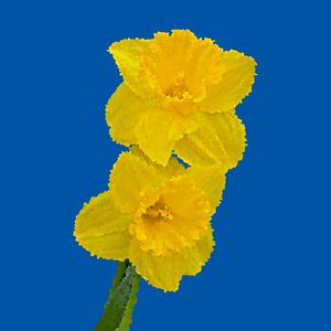YELLOW II.A