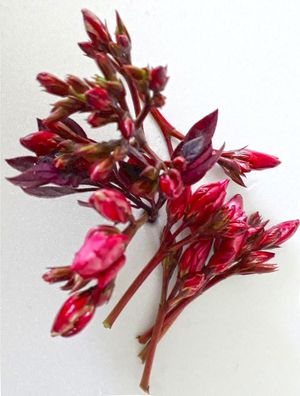 FLOR APAIXONADA