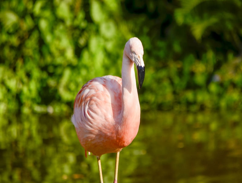 FLAMINGO XIII