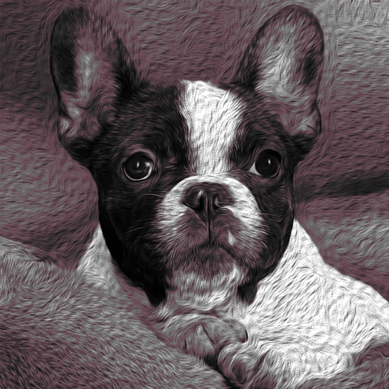 BULLDOGFRENCH
