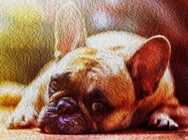 BULLFRENCHDOG