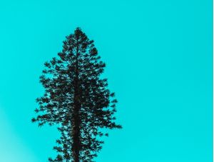 COOL TREE