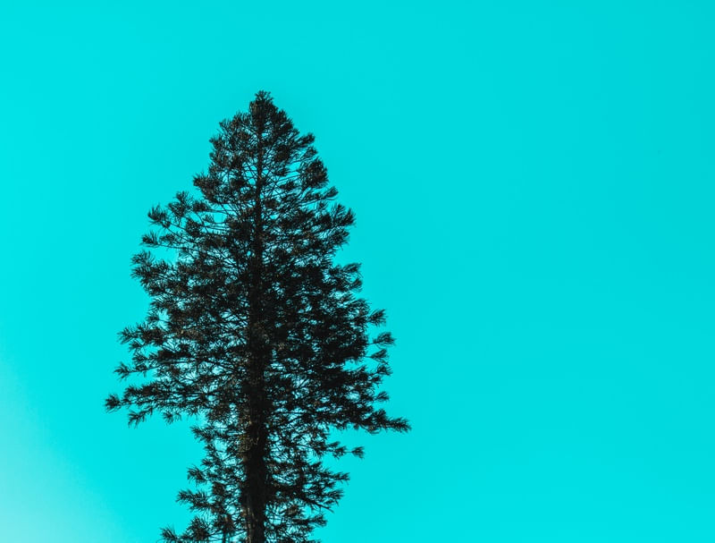COOL TREE