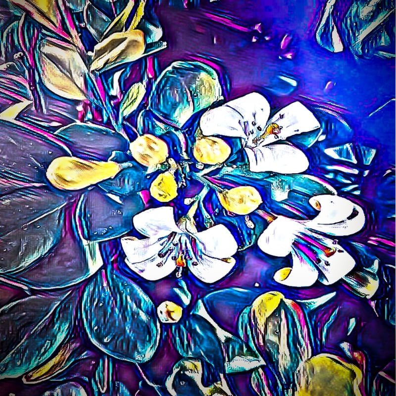 FLOR MARAVILHA DO AMOR