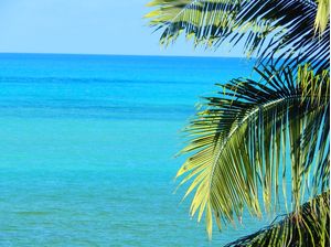 DEEP BLUE COCONUT TREE