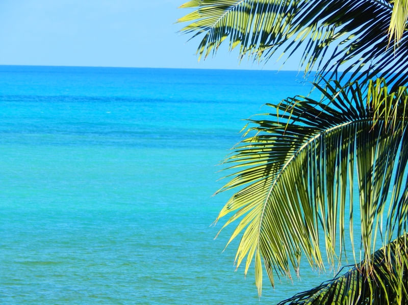 DEEP BLUE COCONUT TREE