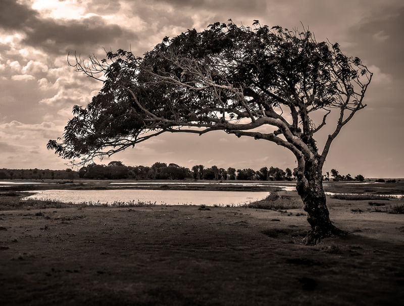 ÁRVORES DO MARAJÓ 2