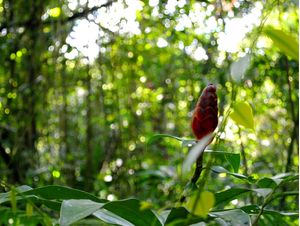 NATUREZA SINGULAR