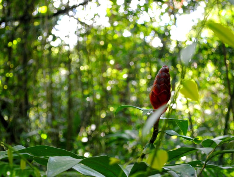 NATUREZA SINGULAR