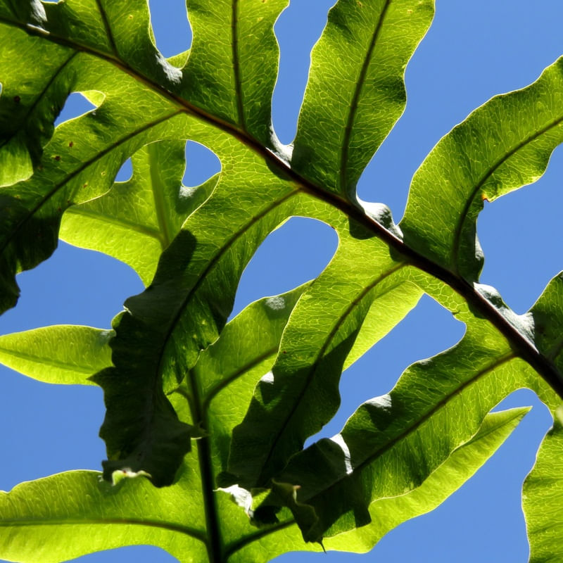 FOLHA COM CÉU AZUL-LB