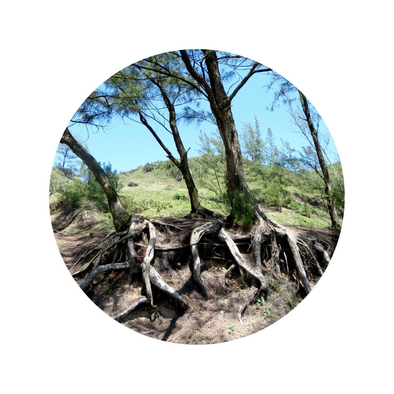 ROOTS 2