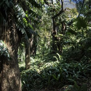 JANELA NATURAL