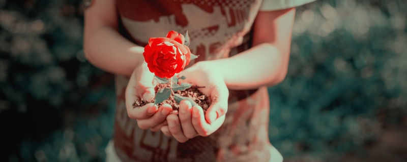 FLOR SINCERA