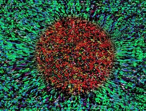 GIRASSOL ABSTRATO