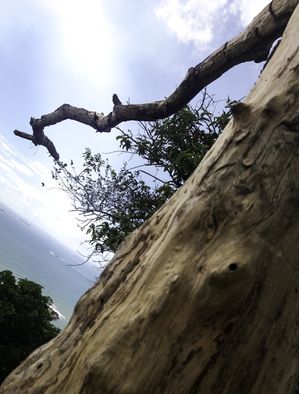 ARVORE E PRAIA