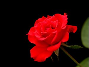 ROSA FUNDO PRETO