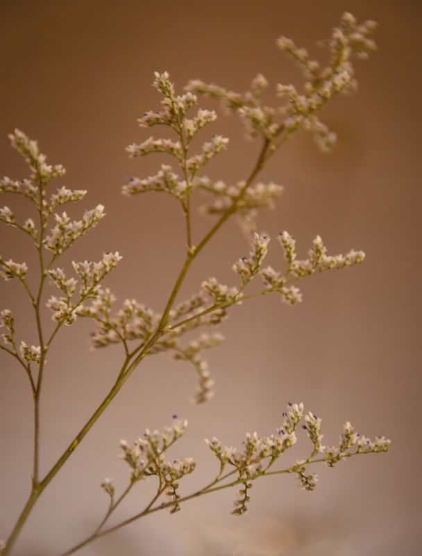 FLOR DE RENDA