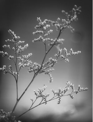 FLOR DE RENDA 1