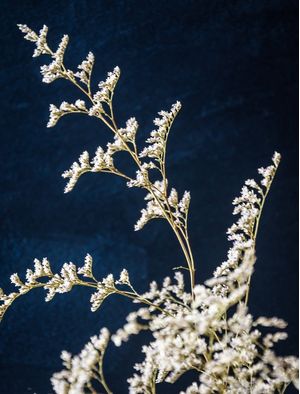 FLOR DE RENDA3